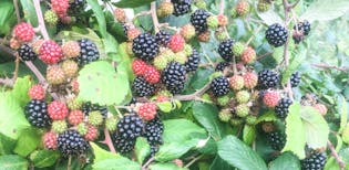 Blackberries galore