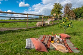 Boon Barn - Sheep, pigs and alpacas live in the neighbouring fields