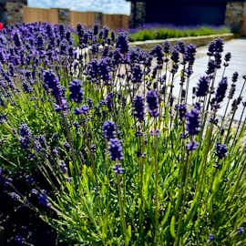 Lavender Lavender