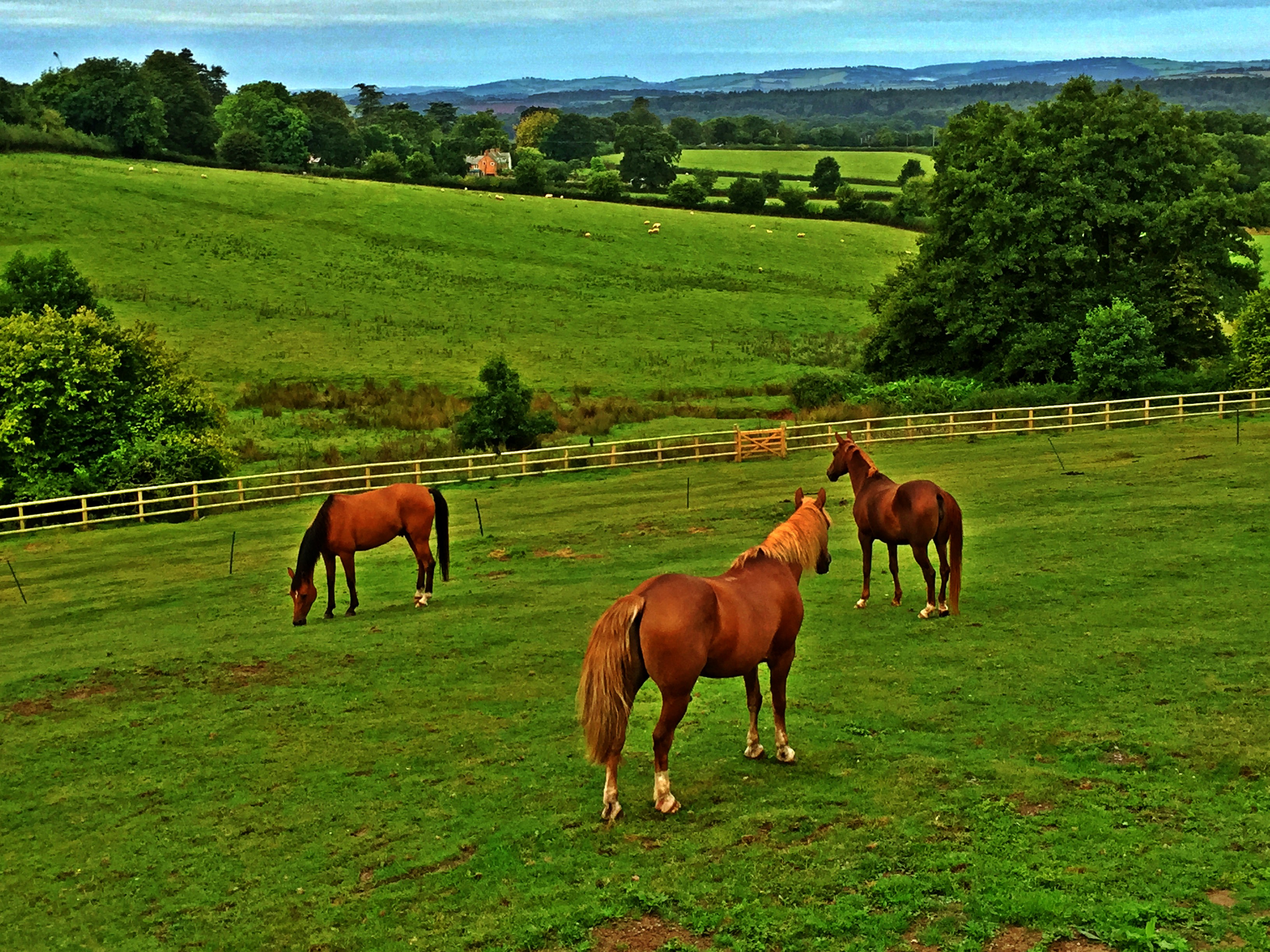 'Horses and dogs' - Holiday Ideas