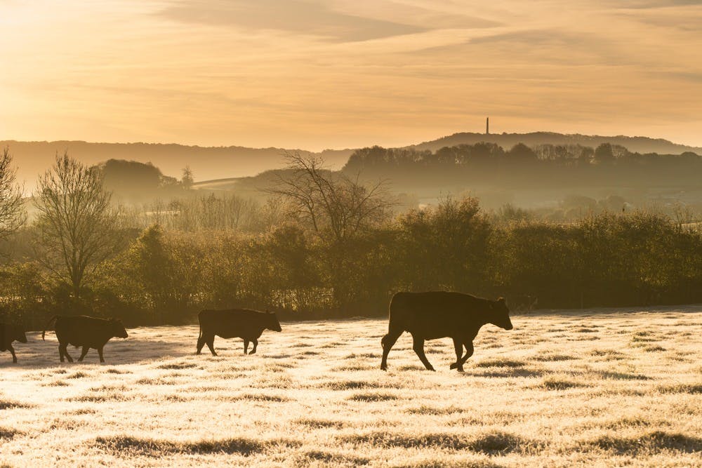 Cattle in the early November frost