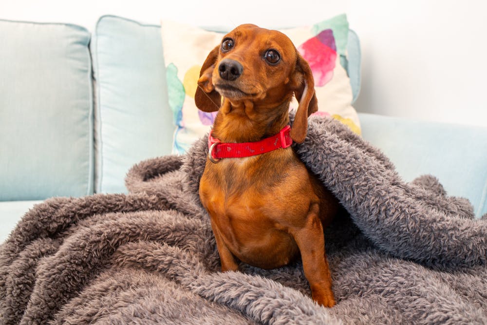 Cute little dog on a chair
