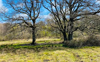 'Dog walking holidays in the South West' - Holiday Ideas