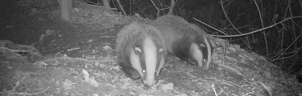 Two badgers emerging from their set by The Cottage Beyond