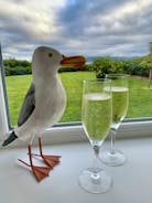 Charlie the seagull…relax and enjoy your holiday 