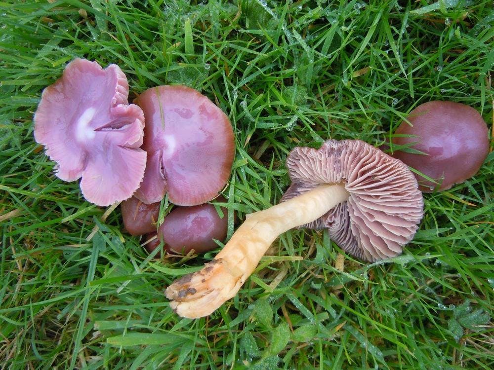 Rare fungi at Bodfan