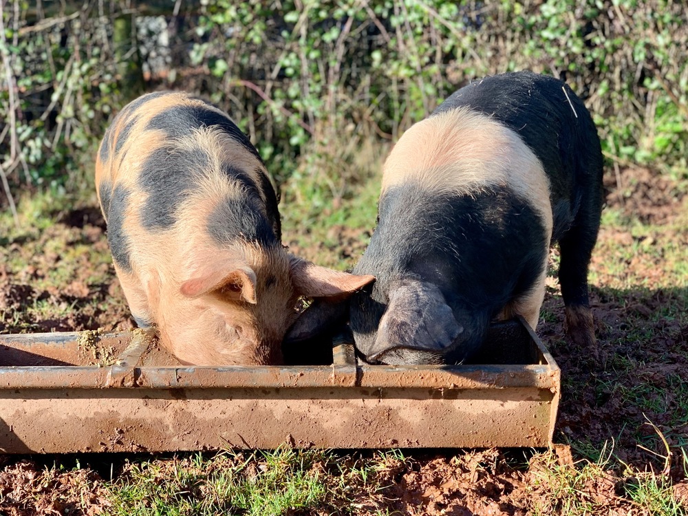 Pigs spot and stripe