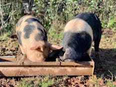 Pigs spot and stripe