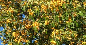 An abundance of crab apples