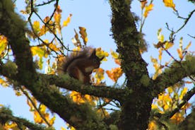 Red Squirrel in garden