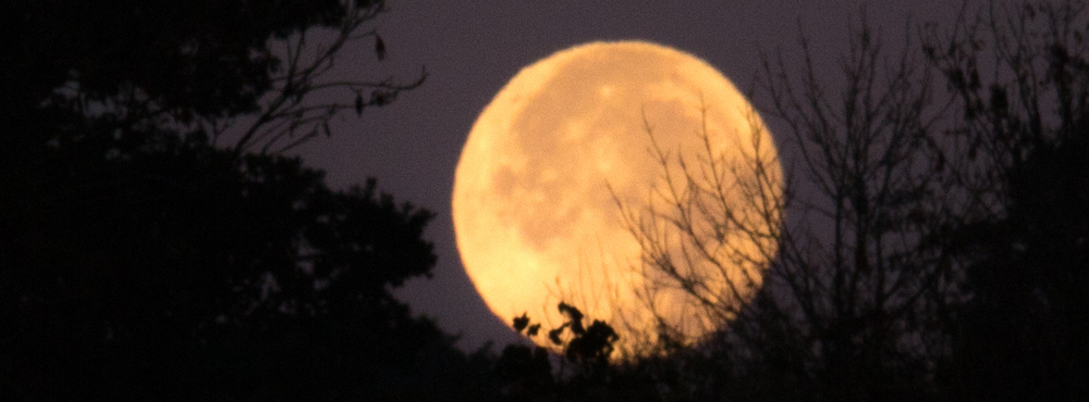 The Harvest Moon rising by The Cottage Beyond