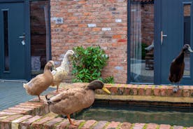 Boogie Barn: Say hello to the Indian Runner ducks who live here