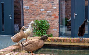 Boogie Barn: Say hello to the Indian Runner ducks who live here