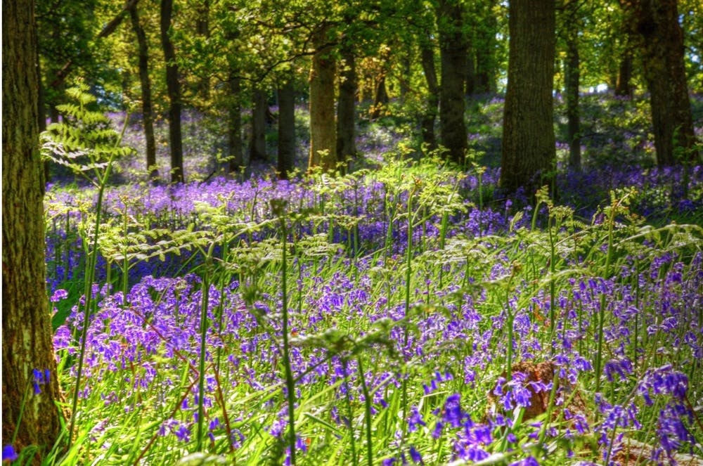 Bluebell Woods Blairgowrie