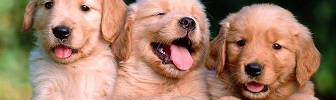Dog Friendly Self Catering Accommodation