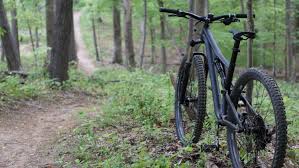 cycling in the forest of dean