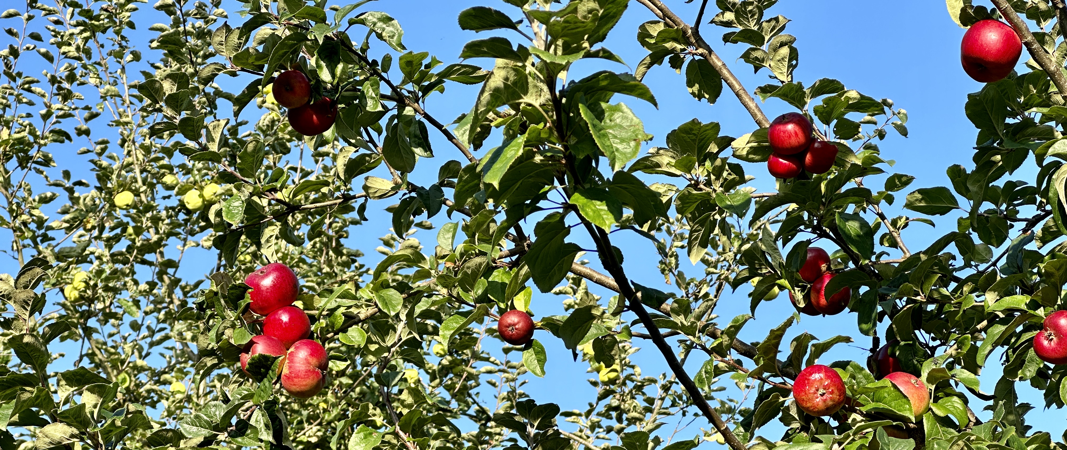 21 October 2023 - Apple Day in Somerset: Celebrating Heritage Apples and Cider-Making History