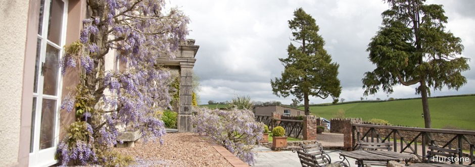 Wisteria at Hurstone