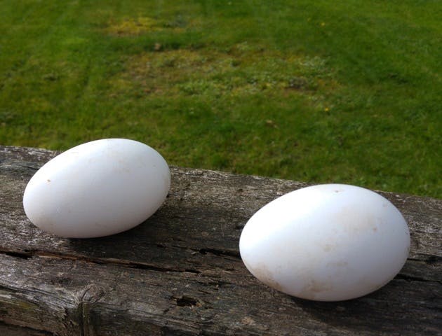 Geese eggs at Bodfan, Anglesey