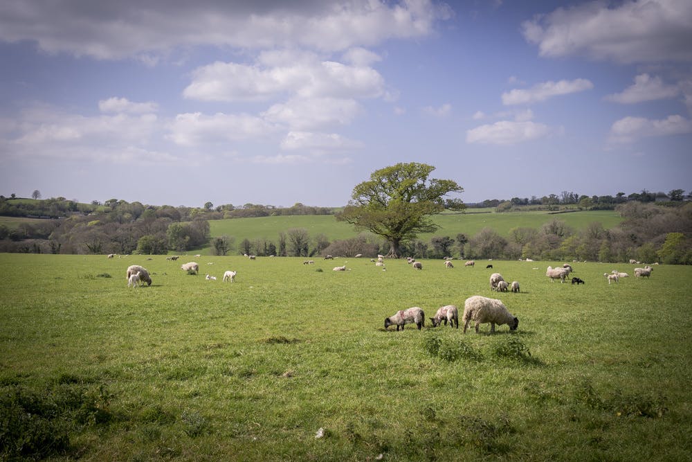 Sheep in a Devon field