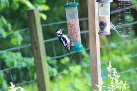 local woodpecker