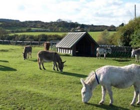 Donkey Sanctuary