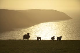 Sheep on North Devon Cliffs