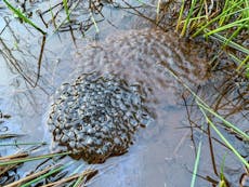 Frogspawn laid in one of our ponds.
