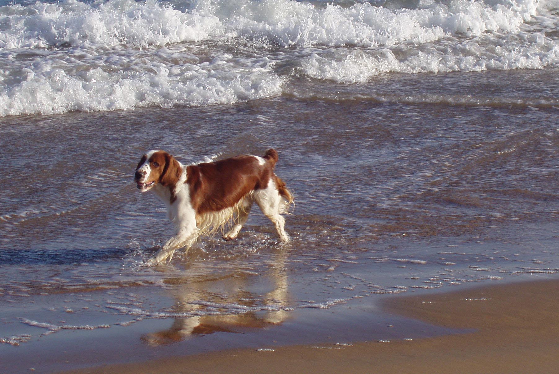 Beach holidays with store dogs