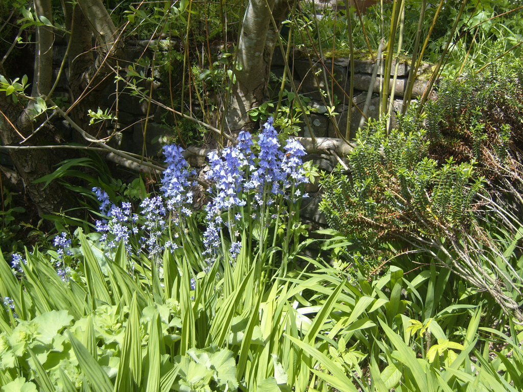 Blackcurrants and Bluebells