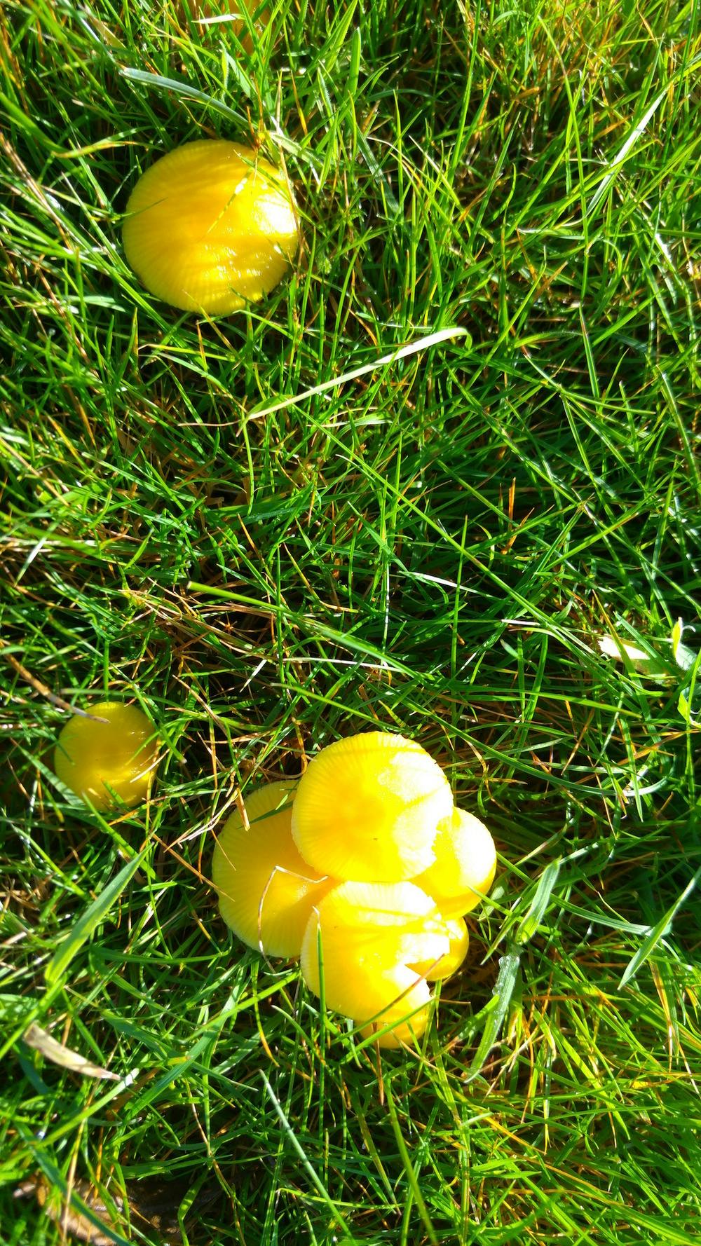 Waxcap Fungus at Bodfan, Anglesey