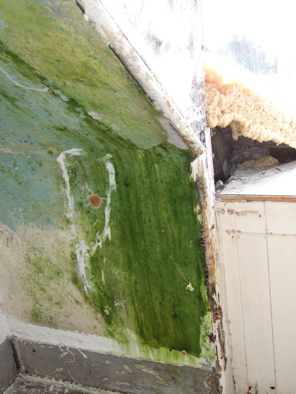 Hiding behind the old wallpaper