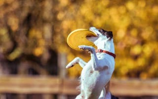 'Dog Friendly Holiday Cottages in Devon' - Holiday Ideas