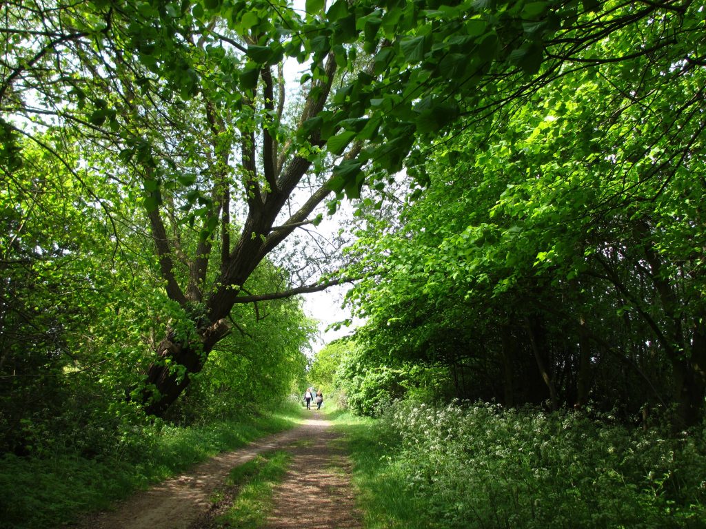 'Walking holidays in Saffron Walden' - Holiday Ideas