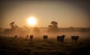 Sun rise: our cattle are always keen to come and say hello as you explore our organic, regenerative farm 