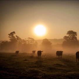 Sun rise: our cattle are always keen to come and say hello as you explore our organic, regenerative farm  Sun rise: our cattle are always keen to come and say hello as you explore our organic, regenerative farm