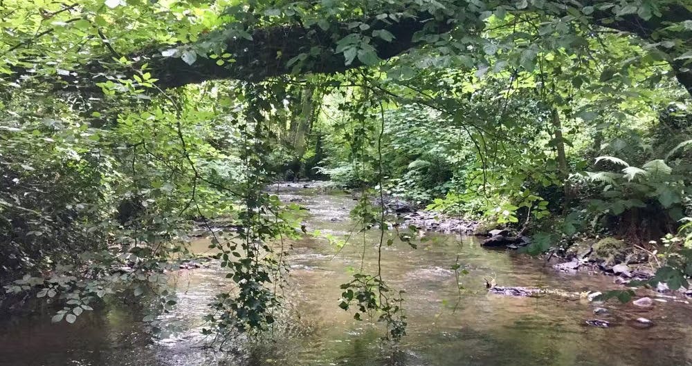 River Tone at Waterrow Nature Reserve