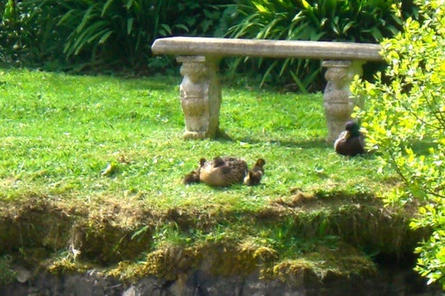 Ducks at Bodfan, Anglesey