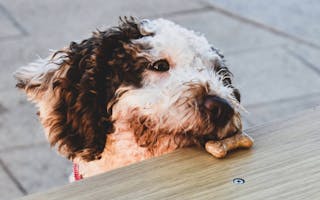 'Dog Friendly Holiday' - Holiday Ideas