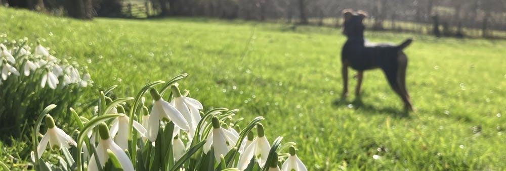 Snowdrops and Hatti (pet patterdale terrier) on the paddock.