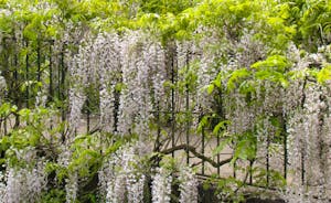 Wisteria tumbles over the railings on the bridge to the front door