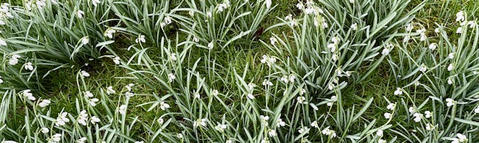 Snowdrop Season