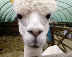Kingston Maurward Animal Park & Gardens