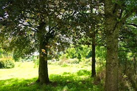 Lapford Mill Grounds