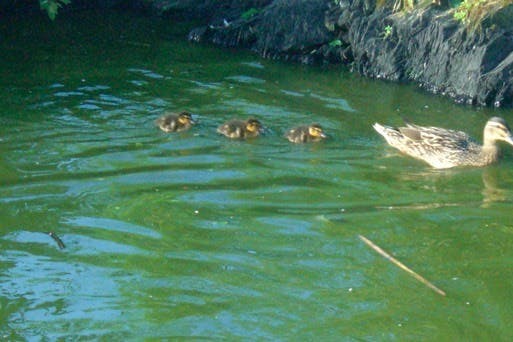 Mother & baby ducks at Bodfan, Anglesey