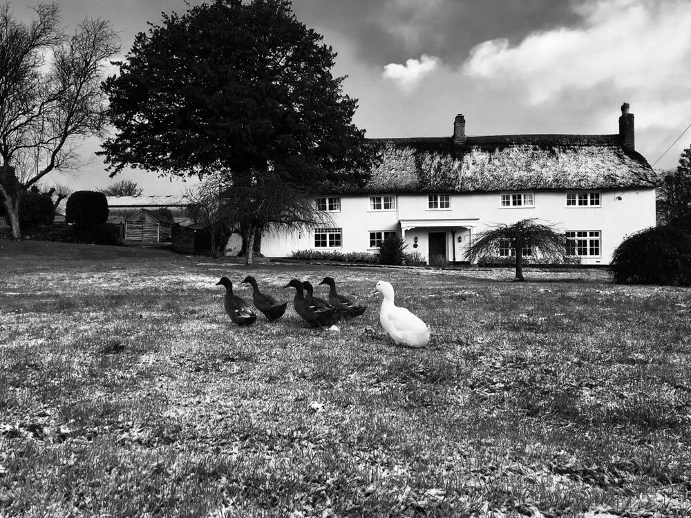 Ducks at Stonehayes Farm