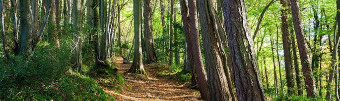 Activities and attractions in the Forest of Dean