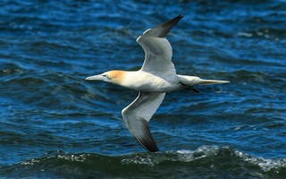 'bird watching holiday ideas on the Isle of Bute Scotland' - Holiday Ideas