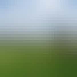 Copper Beech Copper Beech