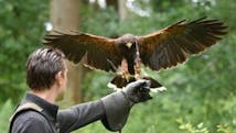 A man has his arm outstretched as a falcon flies down to sit on it available at the Wye Valley Falconry